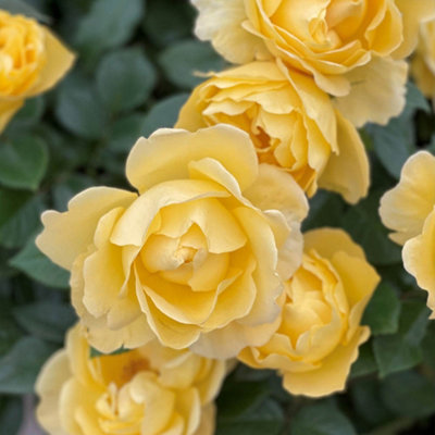 Harkness Rose 'Golden Wedding Celebration', 3L Potted Rose, Ready to ...