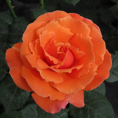 Harkness Rose 'Happy Birthday Orange' ™, Celebration Gift Rose ...