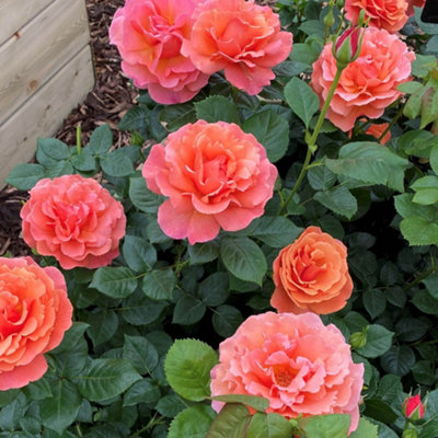 Harkness Rose 'Happy Birthday Orange' ™, Celebration Gift Rose ...