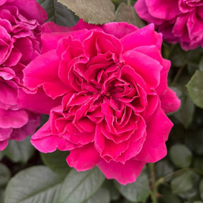 Harkness Rose 'Highclere Castle' 3L Pot