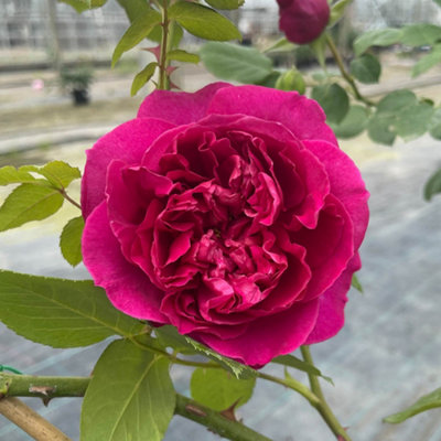 Harkness Rose 'Highclere Castle' 3L Pot