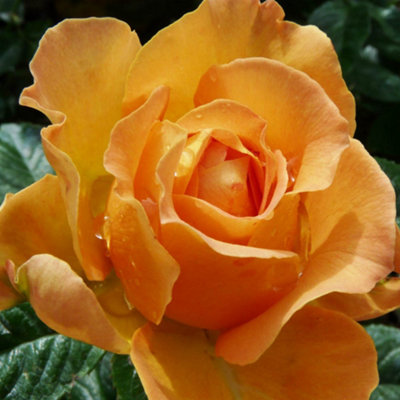 Harkness Rose 'Jane Austen's Elizabeth Bennet' , Gift Wrapped Charity ...