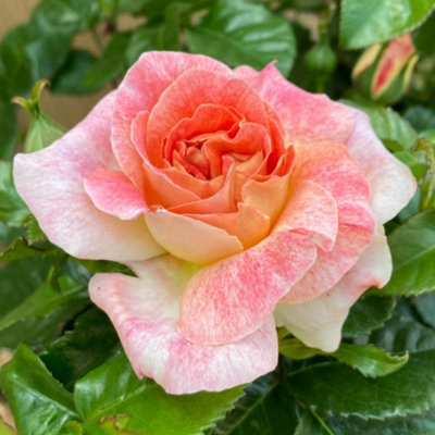Harkness Rose 'Love From Lucy', Established Plant in 4 Litre Pot, Ready ...