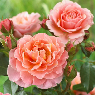 Harkness Rose 'Marie Curie' in 4L Pot Ready for Planting