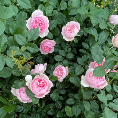Harkness Rose 'Natasha Richardson' , 4L Potted