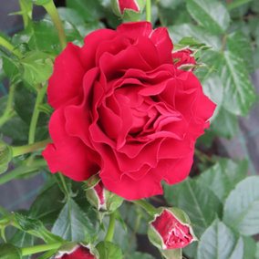 Harkness Rose 'Paisley Abbey' 3L Pot
