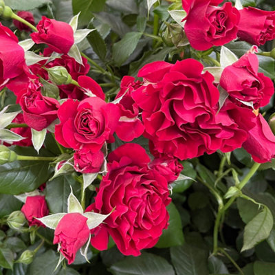 Harkness Rose 'Paisley Abbey', Gift Wrapped 4 Litre Potted