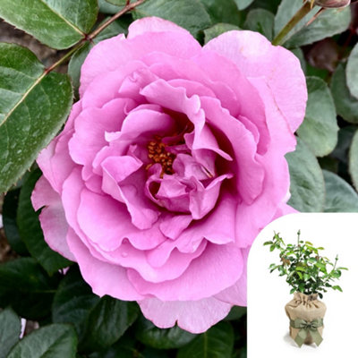 Harkness Rose 'Peter Ayliffe', Gift Wrapped Established Rose in 3 Litre ...
