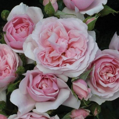 Harkness Rose - Rose Natasha Richardson 3L or 4L Pot - 3