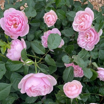 Harkness Rose - Rose Natasha Richardson 3L or 4L Pot - 4