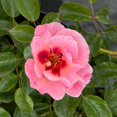 HARKNESS ROSE 'ROSY MCROSE FACE' , ESTABLISHED PLANT IN 4 LITRE POT ...