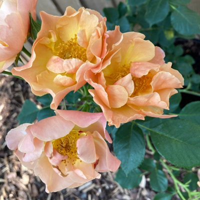 Harkness Rose 'Simple Gold' , Established Plant in 4 Litre Pot, Ready ...