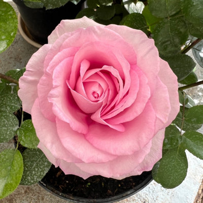 Harkness Rose 'Spark of Life' , Bare Root Rose, Ready to Plant