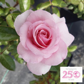 Harkness Rose 'Spark of Life', Established Plant in 3L Pot, Ready to Plant