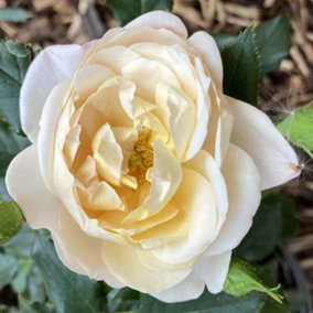 Harkness Rose 'Susie' 3L Potted Rose