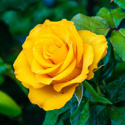 Harkness Rose 'The Brownie', Established Plant in 4 Litre Pot, Ready to ...