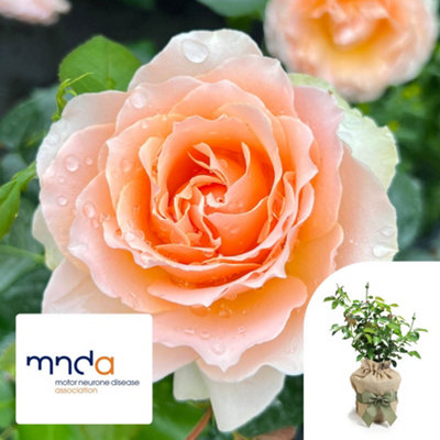 Harkness Rose The Rob Burrow MND Rose, Gift Wrapped 4 Litre Potted ...