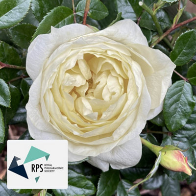 Harkness Rose 'The Royal Philharmonic Orchestra' Celebration Rose ...
