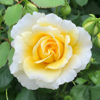 Harkness Rose 'The Sun and The Heart', Established Plant in 3 Litre Pot ...