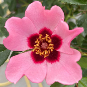 Harkness Rose 'This Morning', Established Plant in 3 Litre Pot, Ready to Plant, Rose for Pots, Beds, and Borders, Delicate Fragra