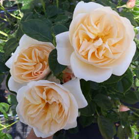 Harkness Rose 'Virginia McKenna', Established Rose in 3 Litre Pot, Ready to Plant, For Beds, Borders, or Pots
