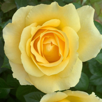 Harkness Roses 'Alfie Boe' OBE Rose , Set of Two Bare Root Roses, Ready ...