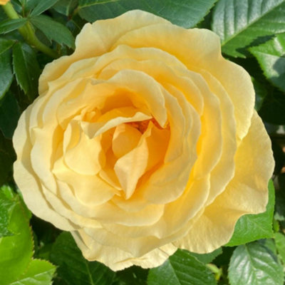 Harkness Roses 'Alfie Boe' OBE Yellow Rose, 4 Litre Potted