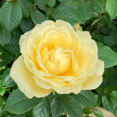 Harkness Roses 'Alfie Boe' OBE Yellow Rose, 4 Litre Potted