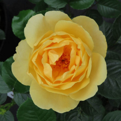 Harkness Roses 'Alfie Boe' OBE Yellow Rose, 4 Litre Potted