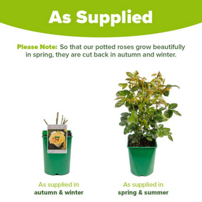 Harkness Roses 'Alfie Boe' OBE Yellow Rose, 4 Litre Potted