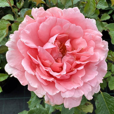 harkness-roses-ask-maureen-