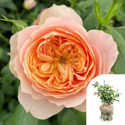 Harkness Roses 'Born Free' Rose , Gift Wrapped Charity Rose in 3-4L Pot
