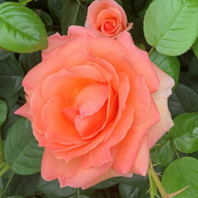 ロンイングリッシュ　サンフラワー　チャーリーグリン　Ron English Harkness Roses Brenda's Rose, Gift Wrapped Floribunda Established