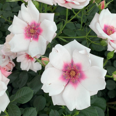 Harkness Roses Chawton Cottage Rose , Gift Wrapped Climbing Rose in 4 ...