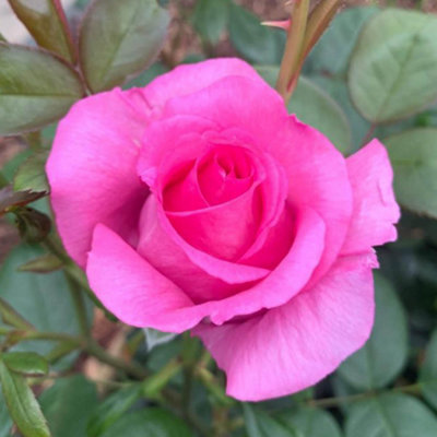 Harkness Roses Claire Marshall Rose in 4 Litre Pot, Gift Wrapped