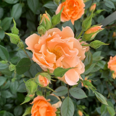 Harkness Roses Climbing Rose 'Bridge of Sighs' 4 Litre Pot
