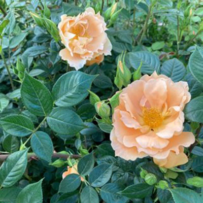 Harkness Roses Climbing Rose 'Bridge of Sighs' 4 Litre Pot
