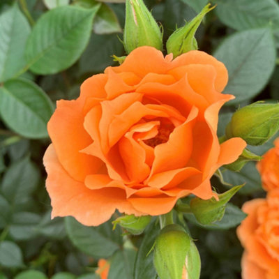 Harkness Roses Climbing Rose 'Bridge of Sighs' Gift Wrapped 4 Litre Pot