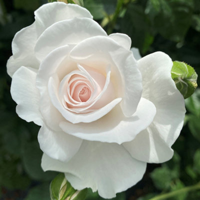 Harkness Roses 'Dame Deborah James Rose', 1 x Bare Root, Charity Rose ...