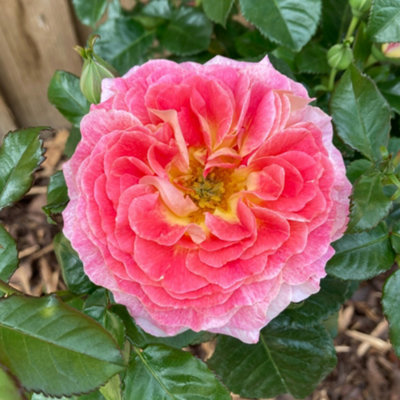 Harkness Roses 'Designer Sunset' Rose, Established Plant in 3L Pot ...