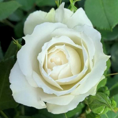 Harkness Roses 'Diana, Princess of Wales' Rose, Established Plant