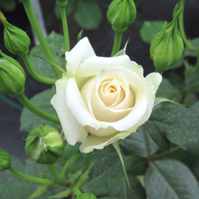 Harkness Roses 'Diana, Princess of Wales' Rose, Established Plant