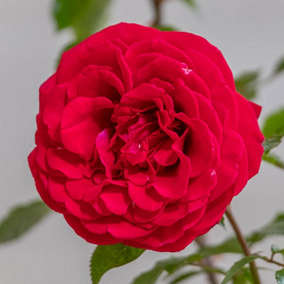 Harkness Roses 'Fab at 55' Rose, Red Hybrid Tea Flower, 4 Litre Potted ...
