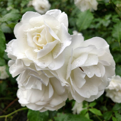 Harkness Roses 'Fab at 85', 4 Litre Potted, White Scented Garden Rose ...