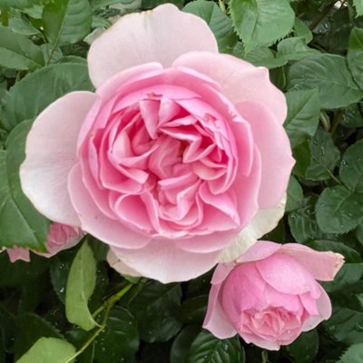 Harkness Roses 'Fab at 90' Rose, 4 Litre Potted, Pink Scented Garden ...