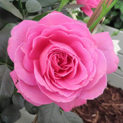 Harkness Roses Gemma's Rose 4 Litre Pot