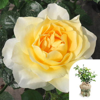 Harkness Roses Gift Wrapped Julie's Rose 4L Pot