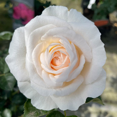 Harkness Roses Gift Wrapped Rose 'Cream Abundance', 3L Potted Rose ...