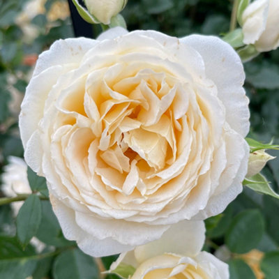Harkness Roses Gift Wrapped Rose 'Cream Abundance', 3L Potted Rose ...