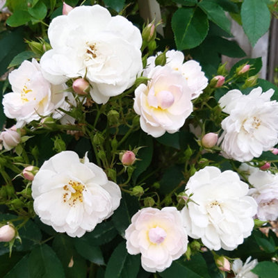 Harkness Roses Gift Wrapped Rose Sense and Sensibility , 3L Potted Rose ...